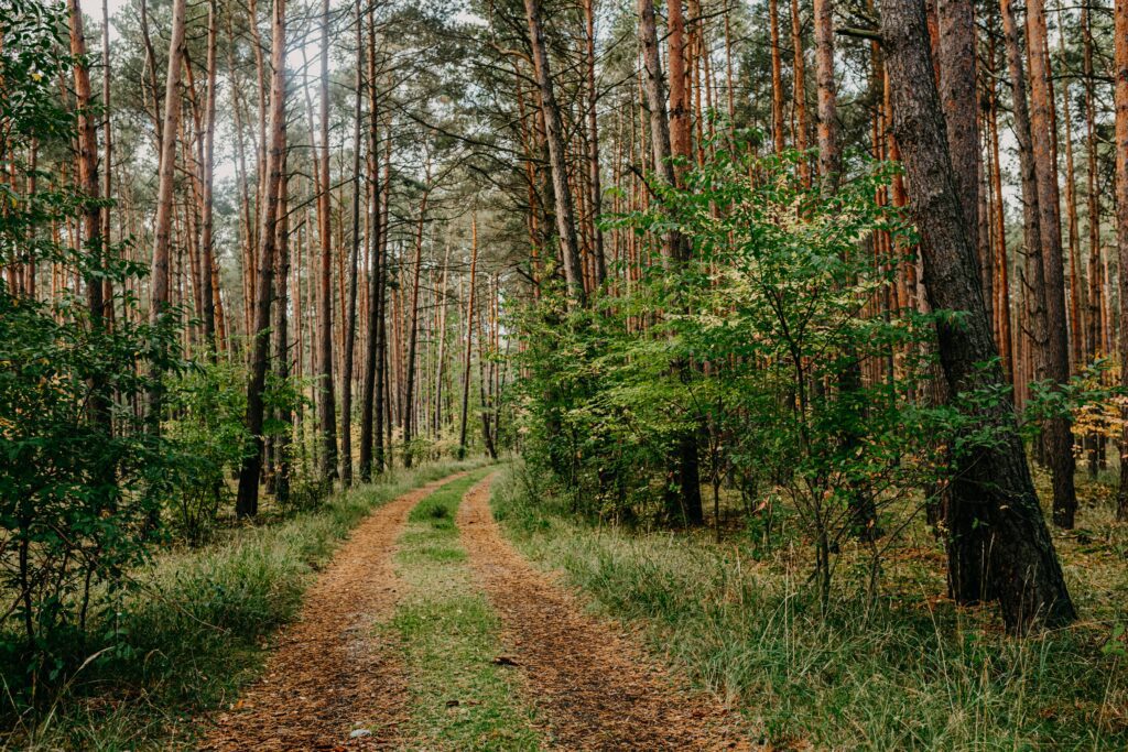Wydeptana ścieżka w lesie